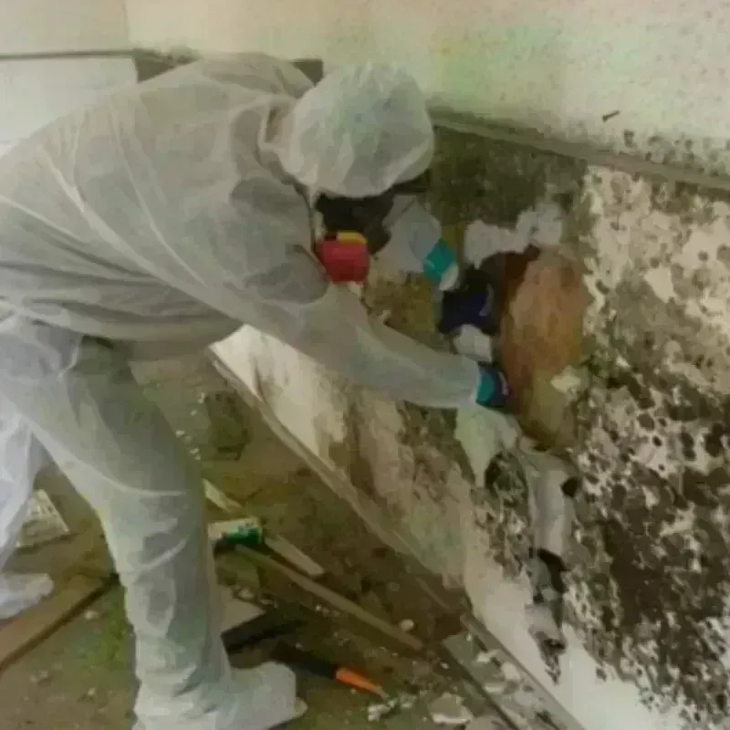 Mold Remediation and Removal in Mont Belvieu, TX